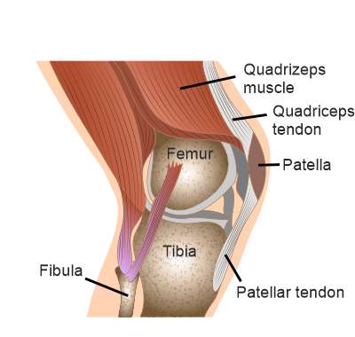 Схематическое изображение коленного сустава с надколенником сбоку
